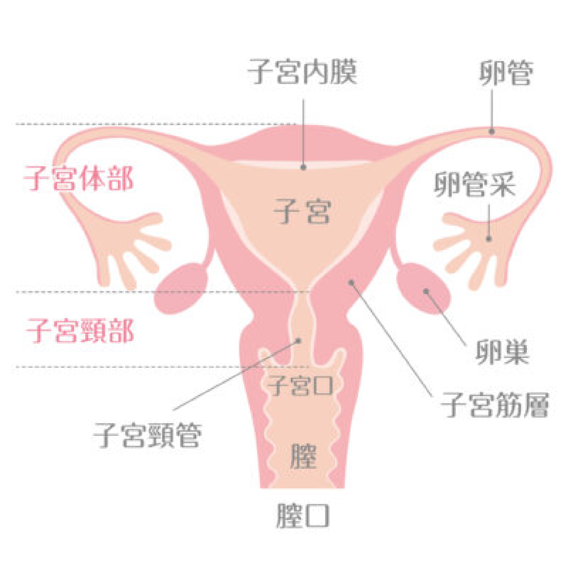 LSIL とは?子宮頚がんになることはある?