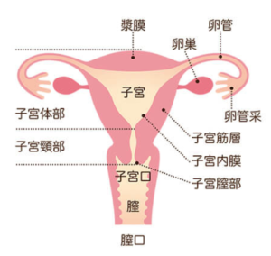 子宮頸部細胞診