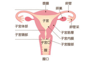 婦人科検診での主な所見・診断